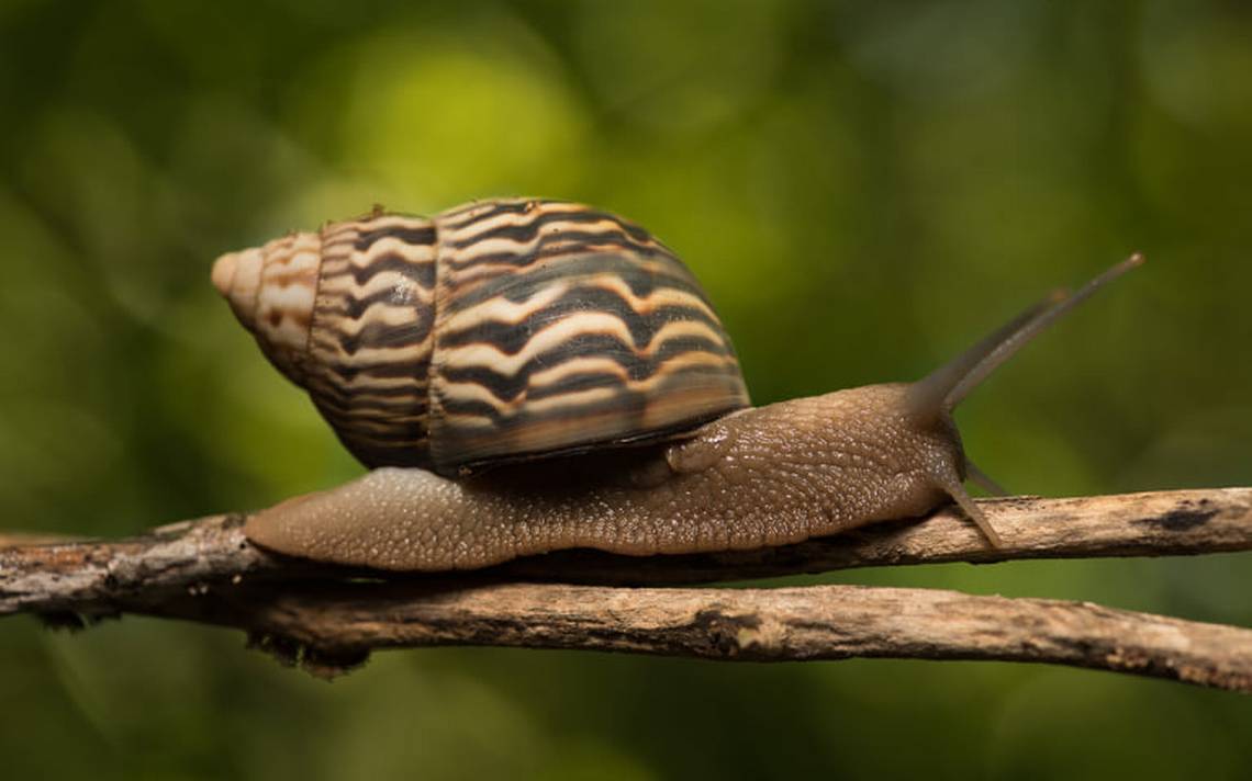 [Animalia] Caracol, Indefenso Molusco Amigable - El Sol De Cuernavaca ...